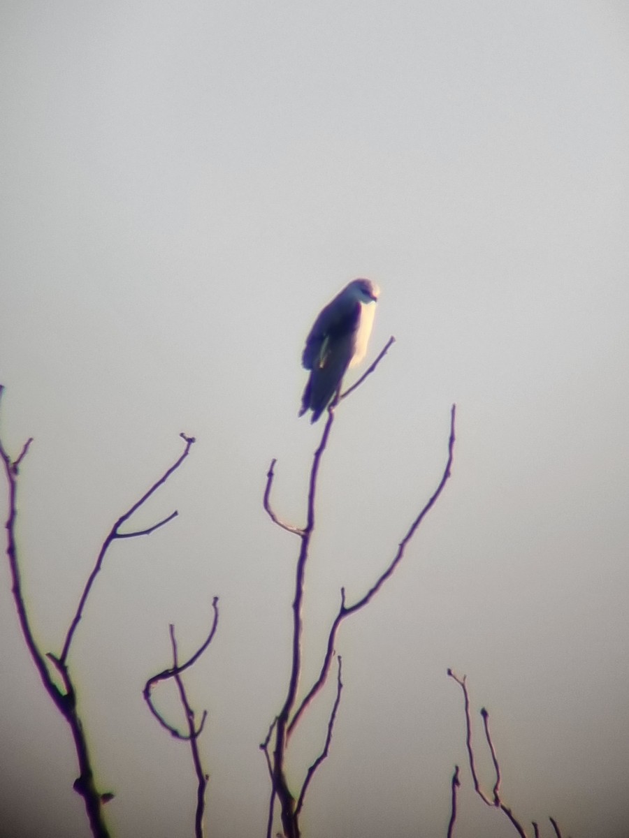 Black-winged Kite - ML612552684