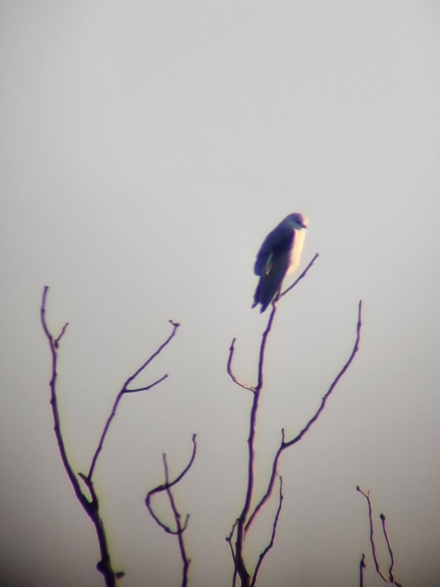 Black-winged Kite - ML612552685