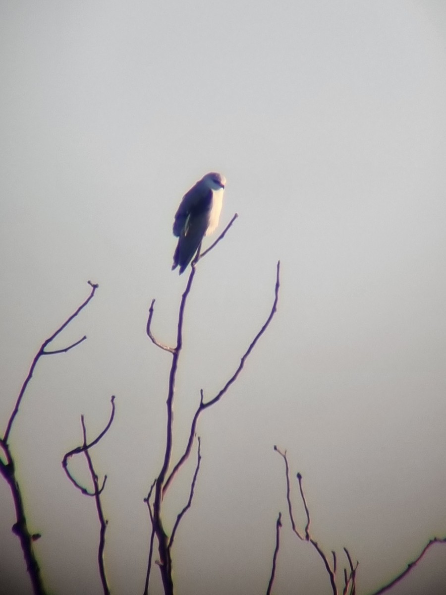 Black-winged Kite - ML612552686