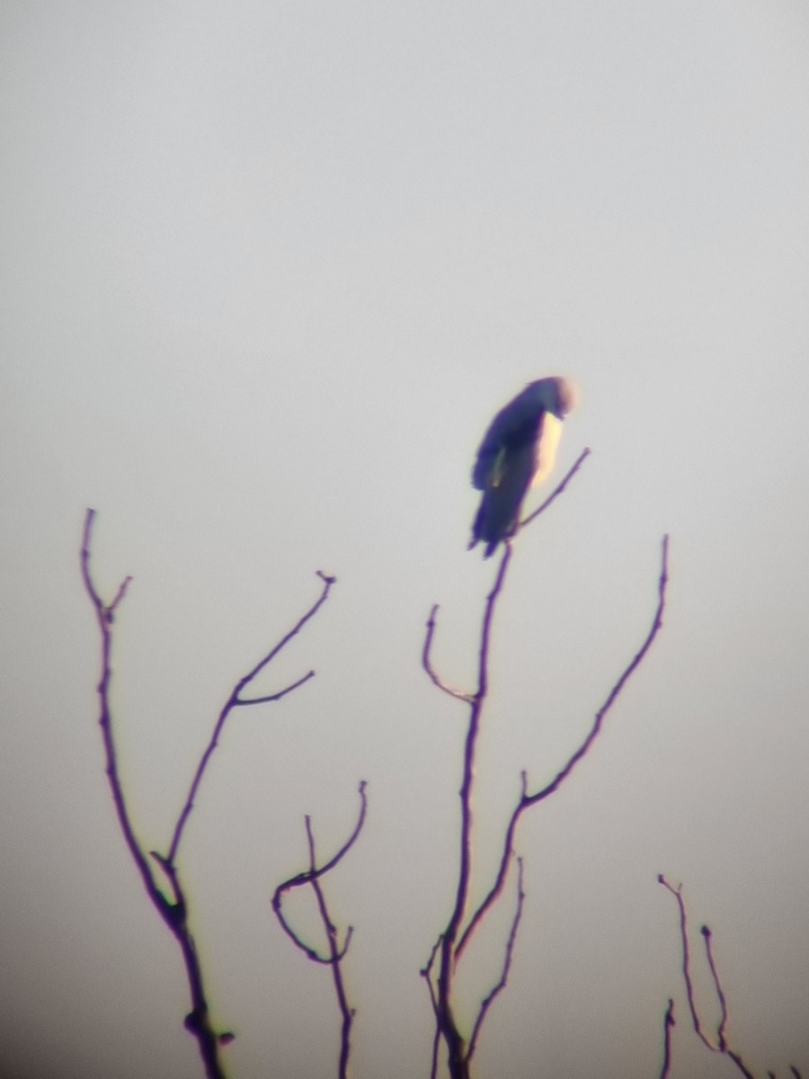 Black-winged Kite - ML612552687