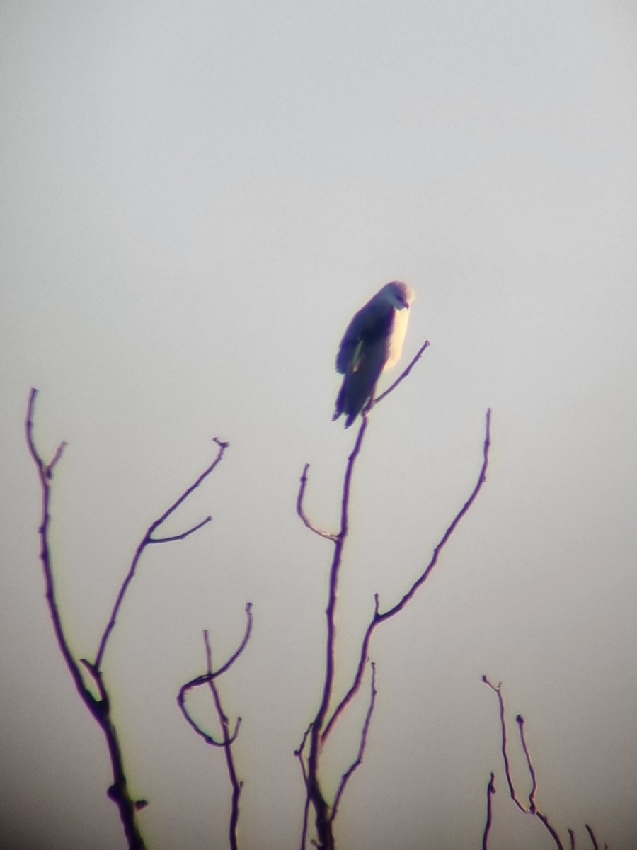 Black-winged Kite - ML612552688