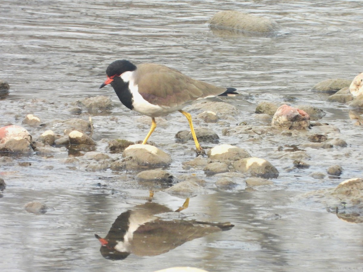 Red-wattled Lapwing - Anonymous