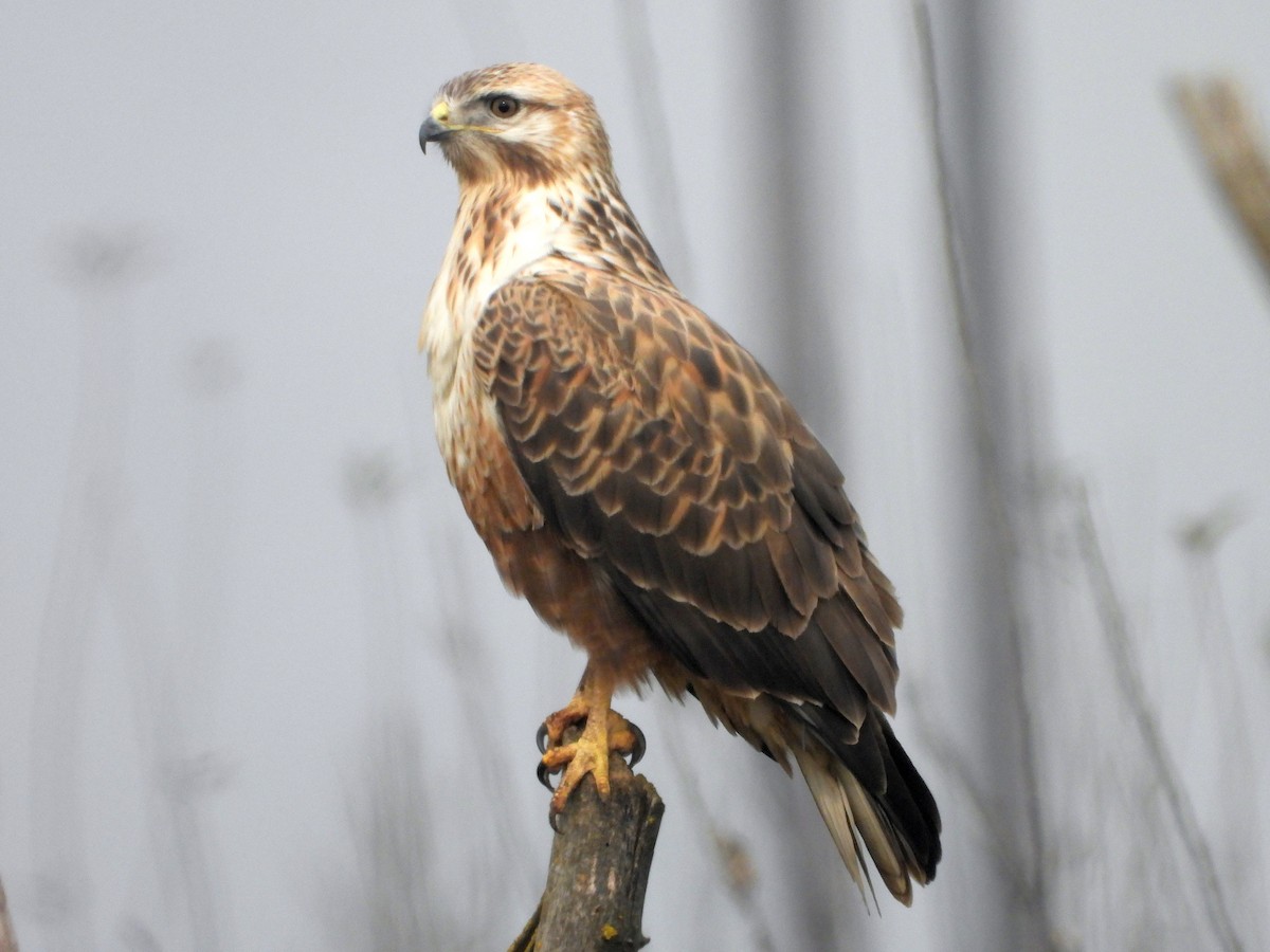 Long-legged Buzzard - ML612552788