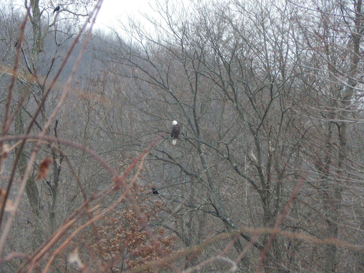 Bald Eagle - ML612552818