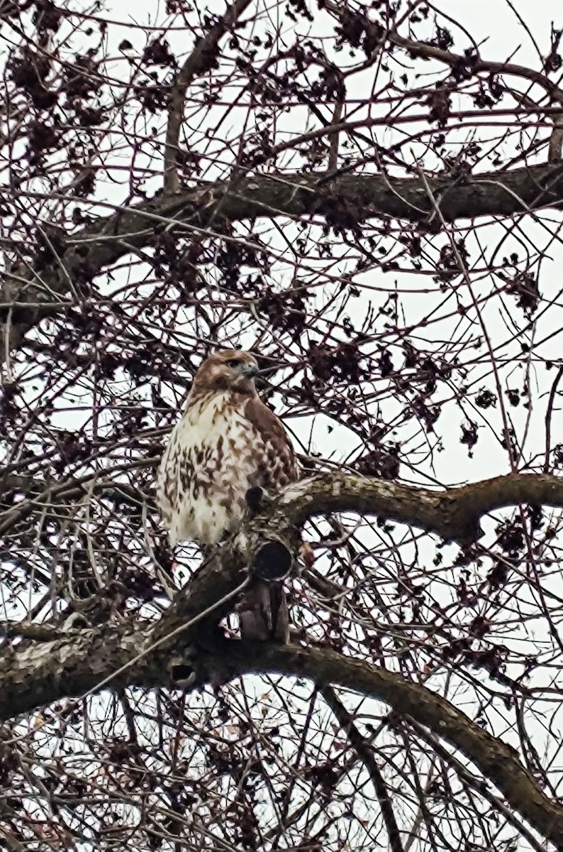 Red-tailed Hawk - ML612552961