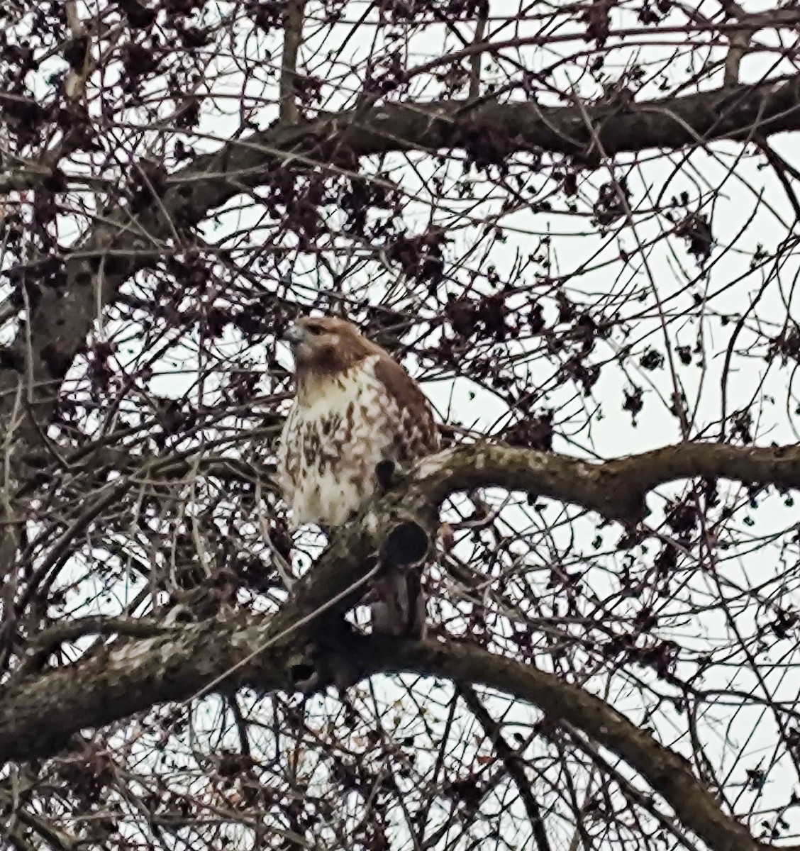 Red-tailed Hawk - ML612552962