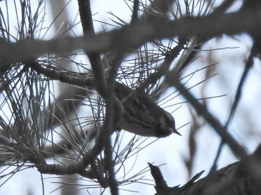 Black-throated Gray Warbler - Jeff Goff