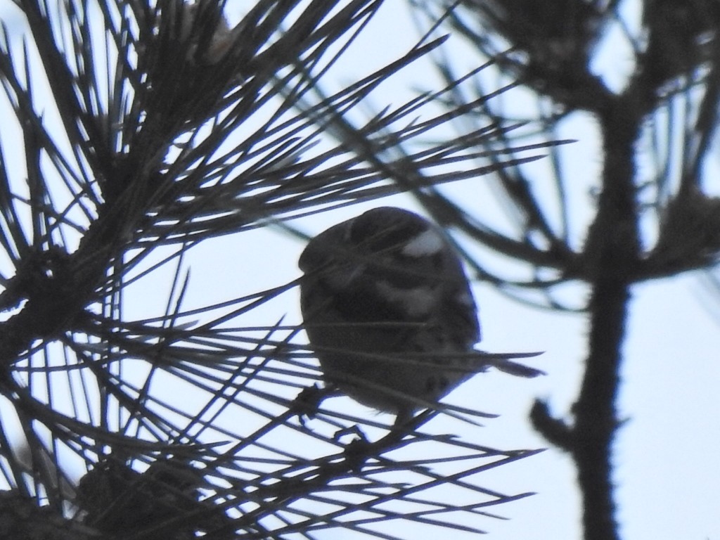 Black-throated Gray Warbler - Jeff Goff