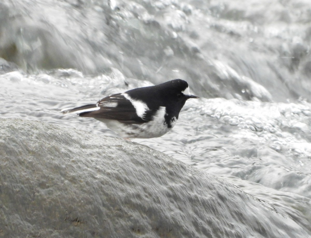 Little Forktail - Anonymous
