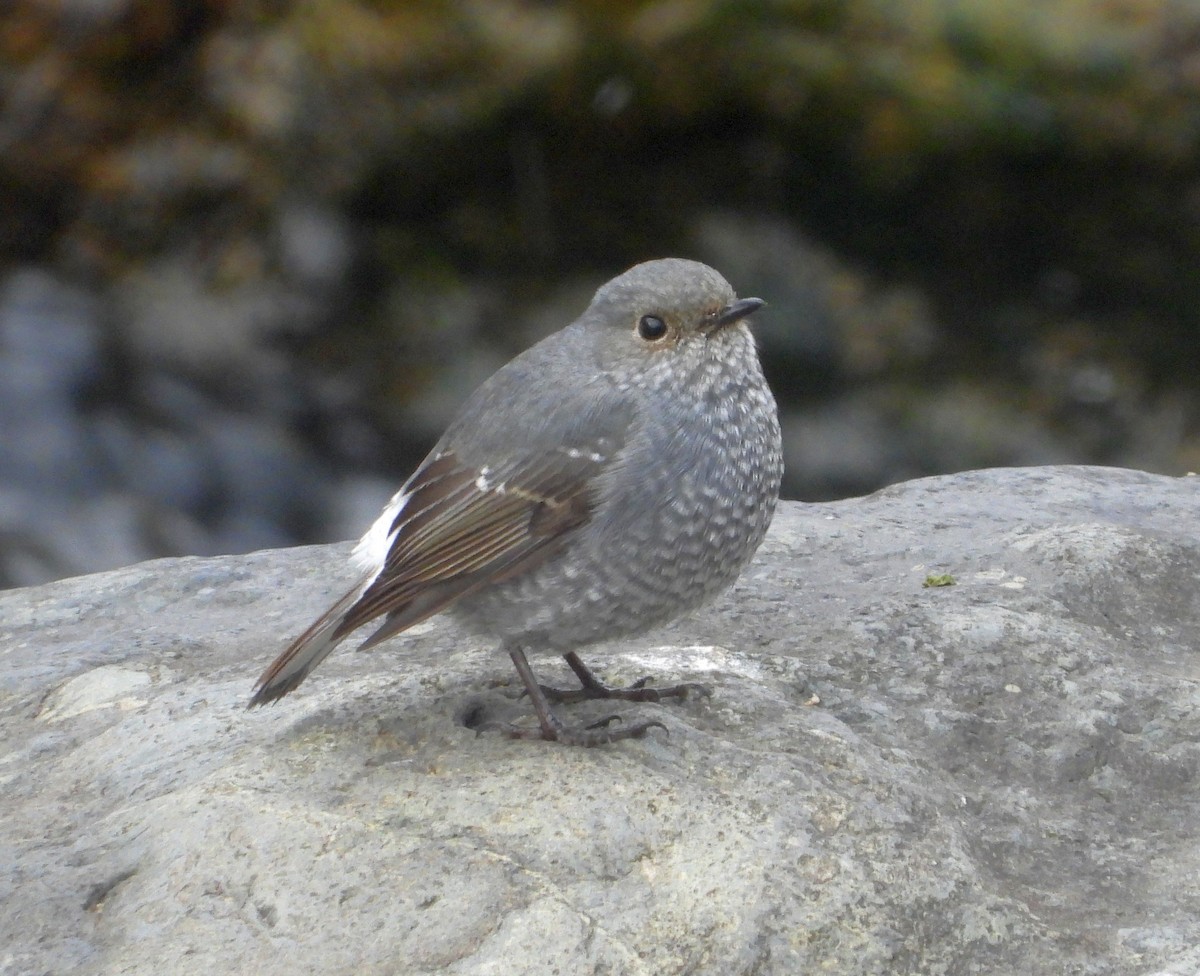 Plumbeous Redstart - Anonymous