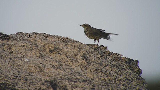 Rock Pipit - ML612553159