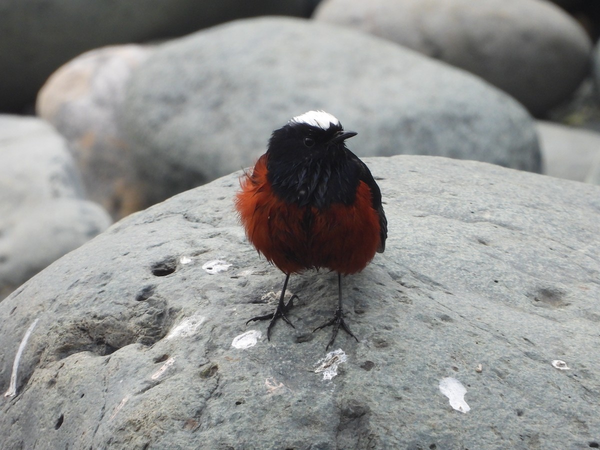 White-capped Redstart - ML612553160