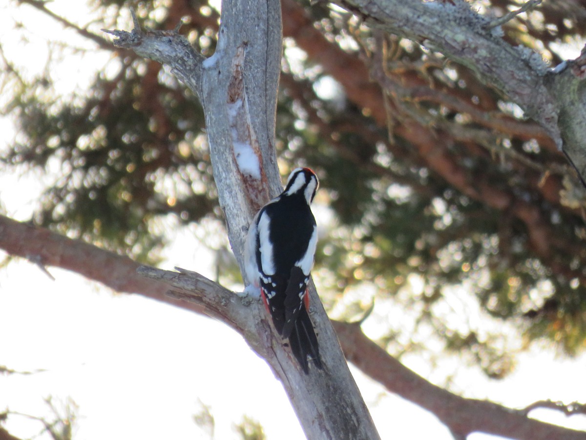 Great Spotted Woodpecker - ML612553176