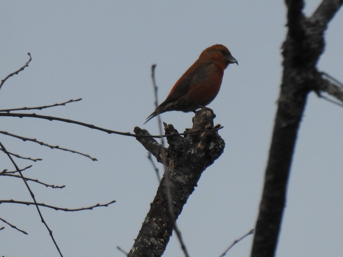 Red Crossbill - ML612553179