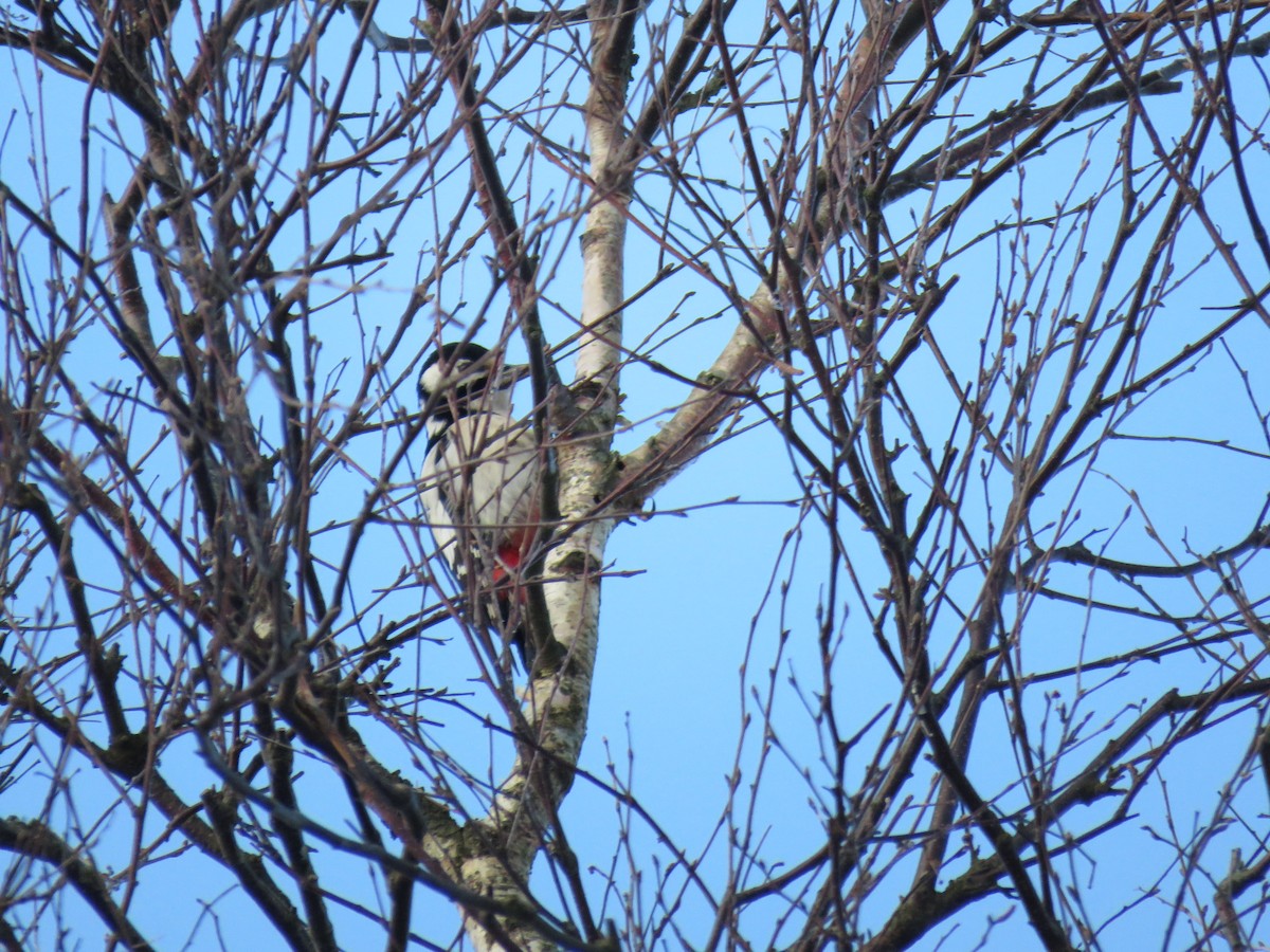 Great Spotted Woodpecker - ML612553185