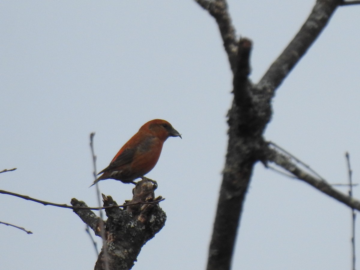 Red Crossbill - ML612553190
