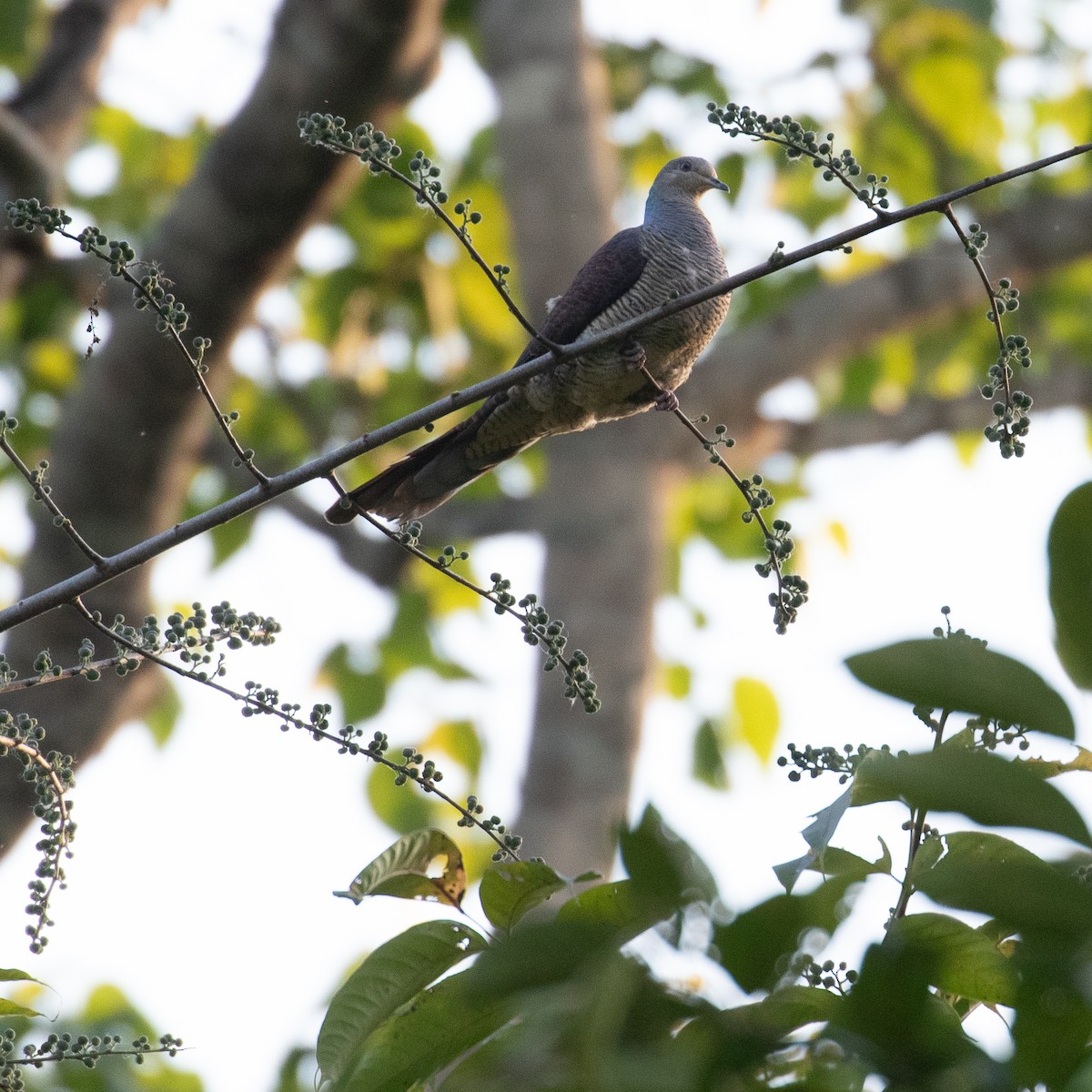 Barred Cuckoo-Dove - Werner Suter