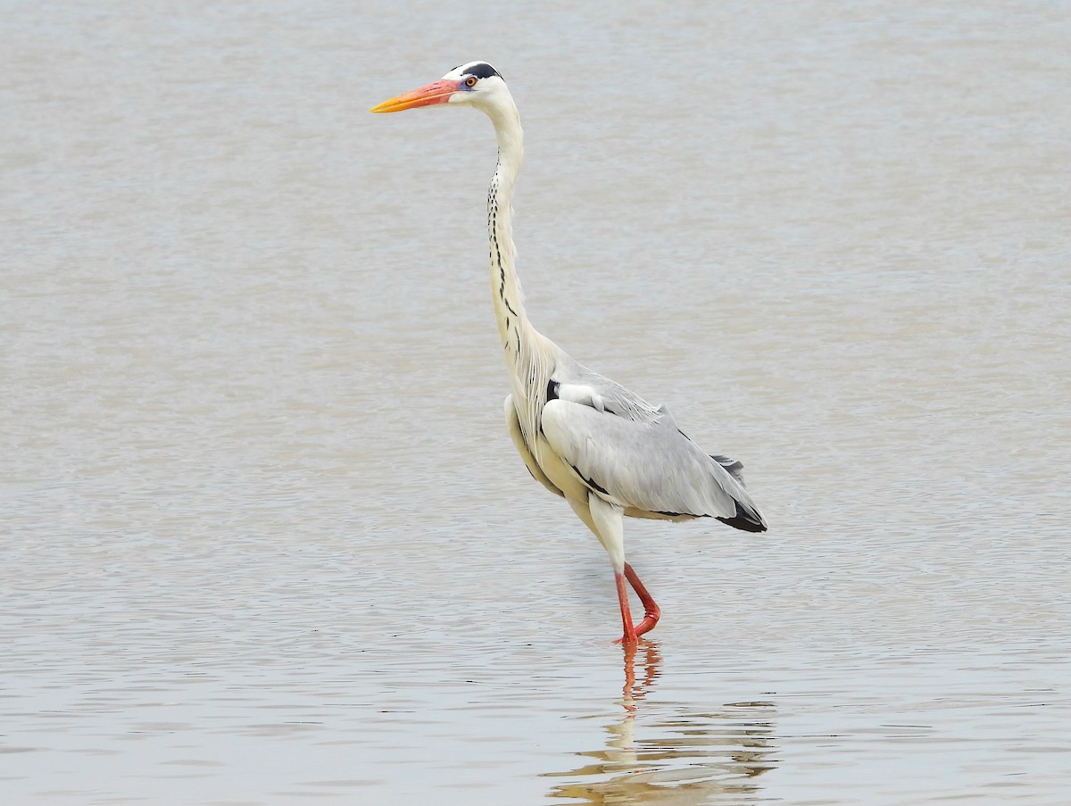 Gray Heron - ML612553227