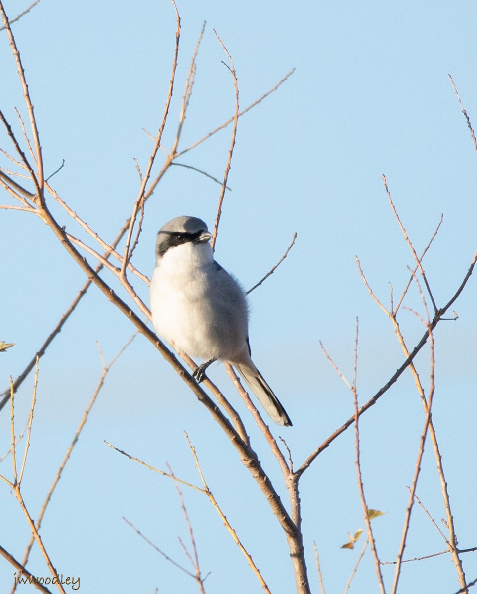 Loggerhead Shrike - ML612553267