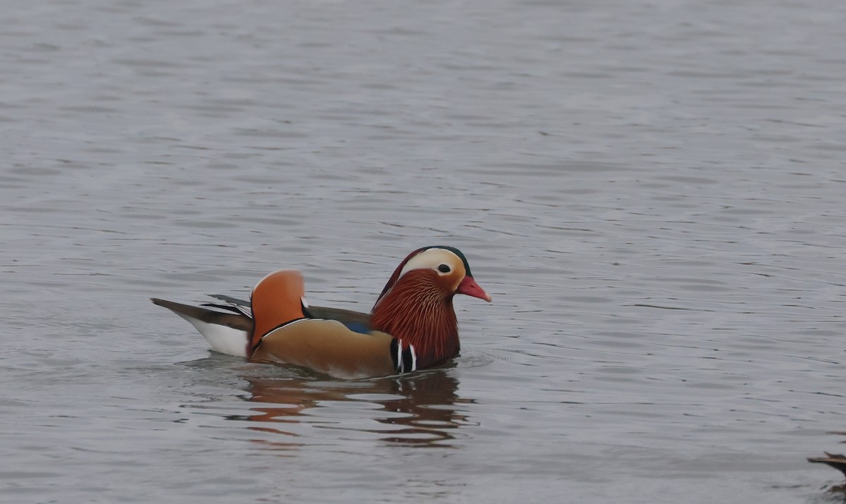 Mandarin Duck - ML612553312