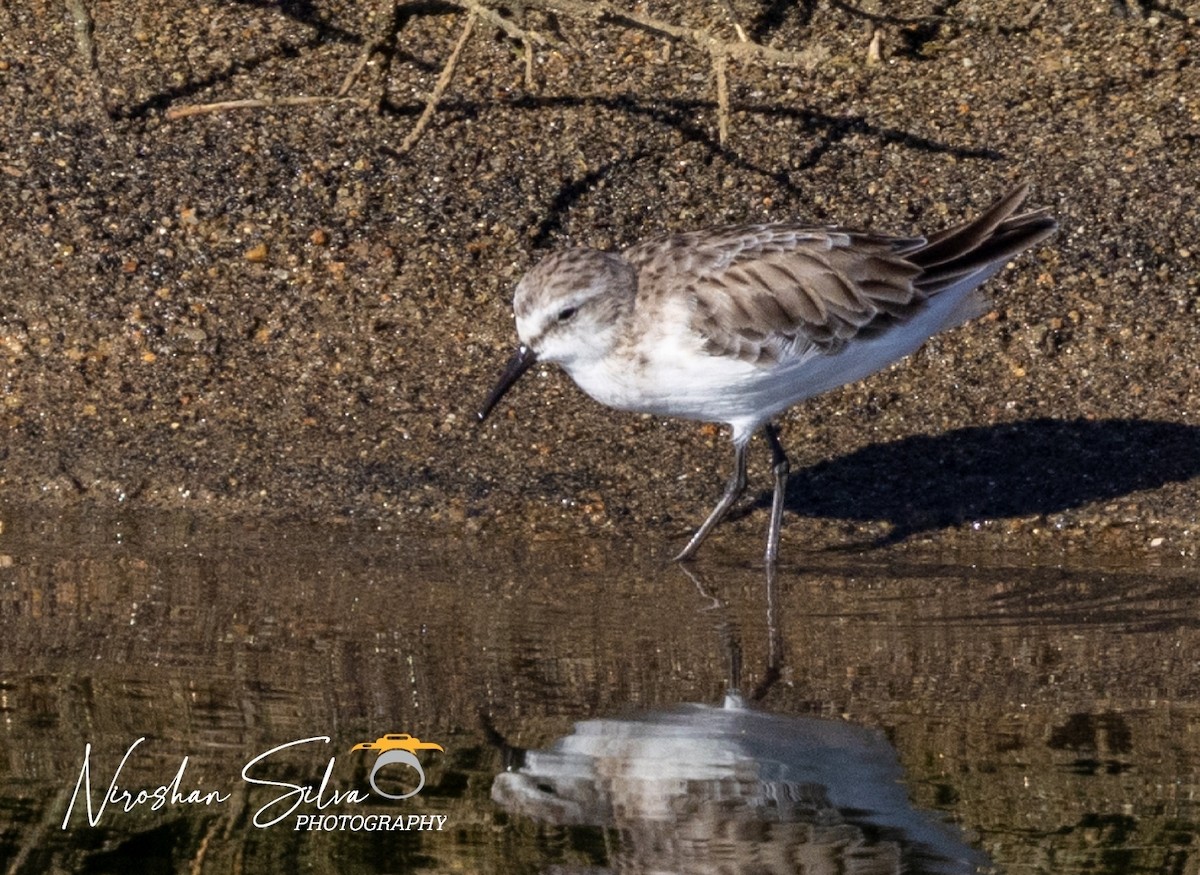 Little Stint - ML612553321