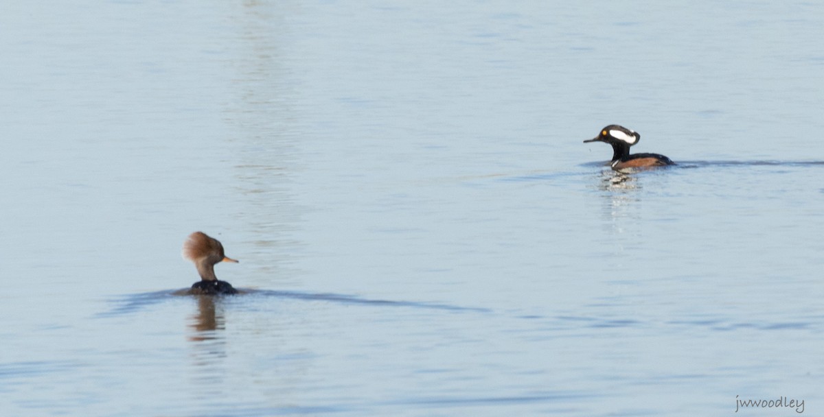 Hooded Merganser - ML612553322