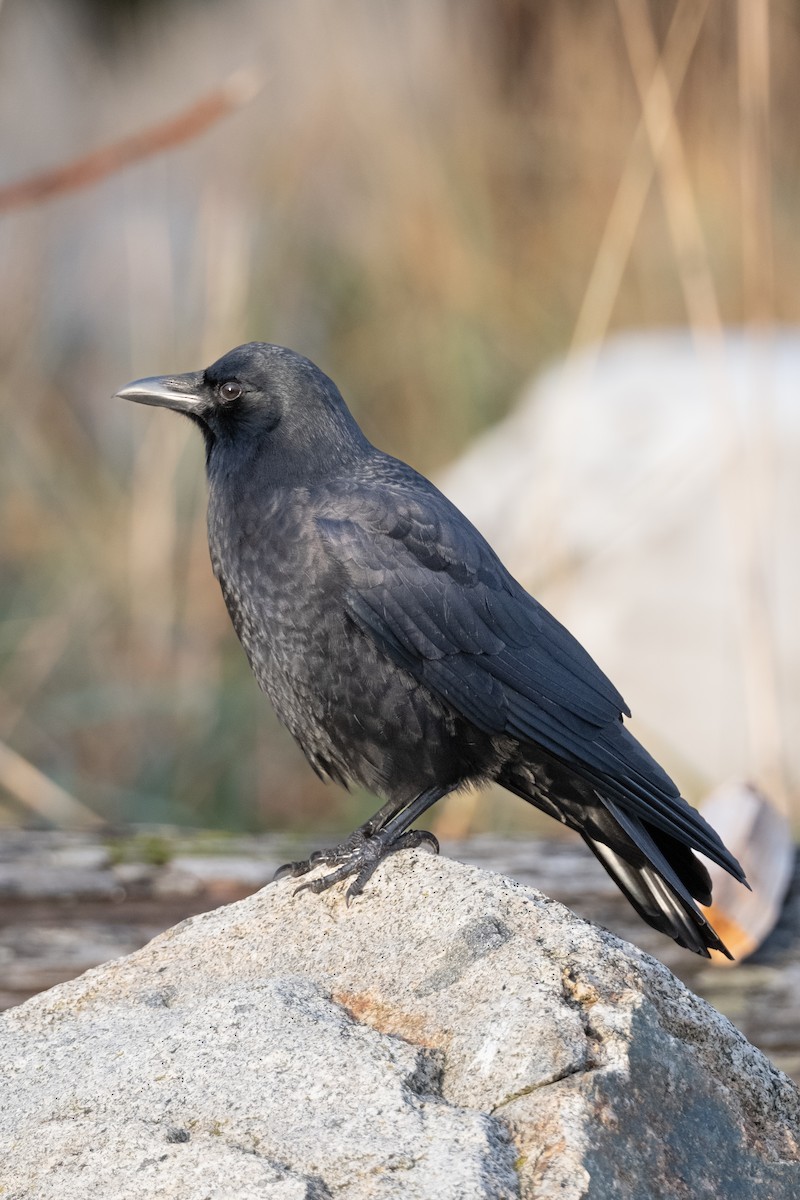 American Crow - ML612553348