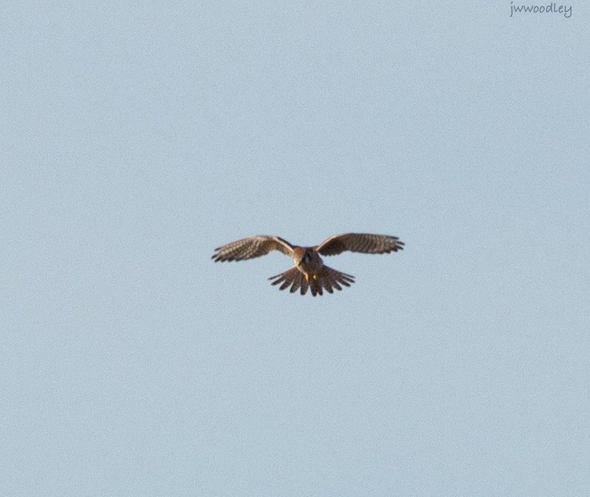 American Kestrel - ML612553367