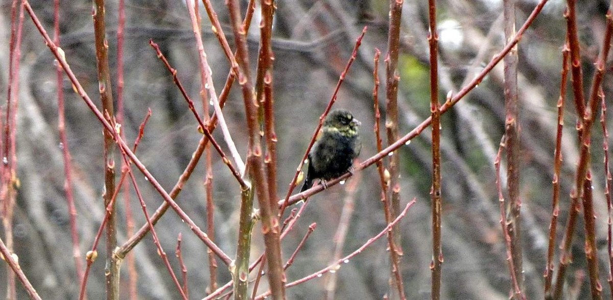 American Goldfinch - ML612553412