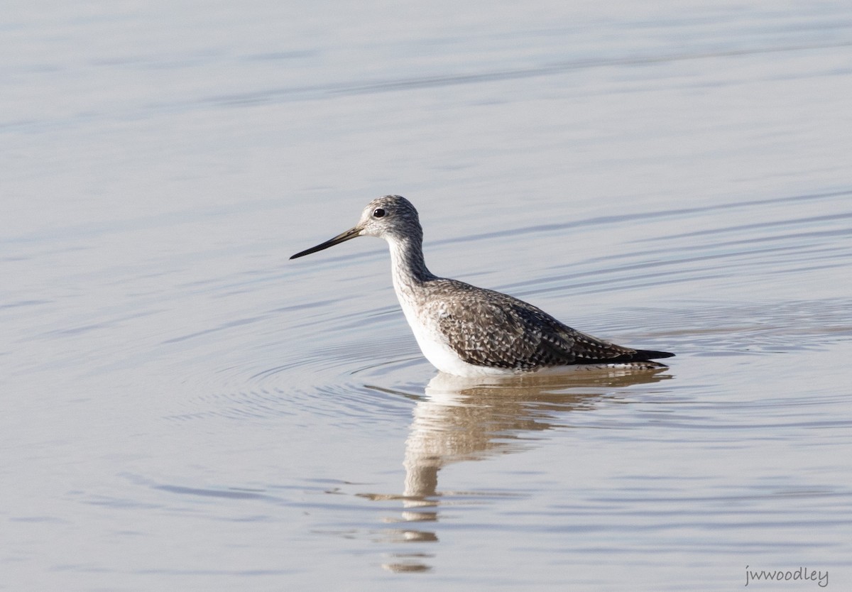 Greater Yellowlegs - ML612553426