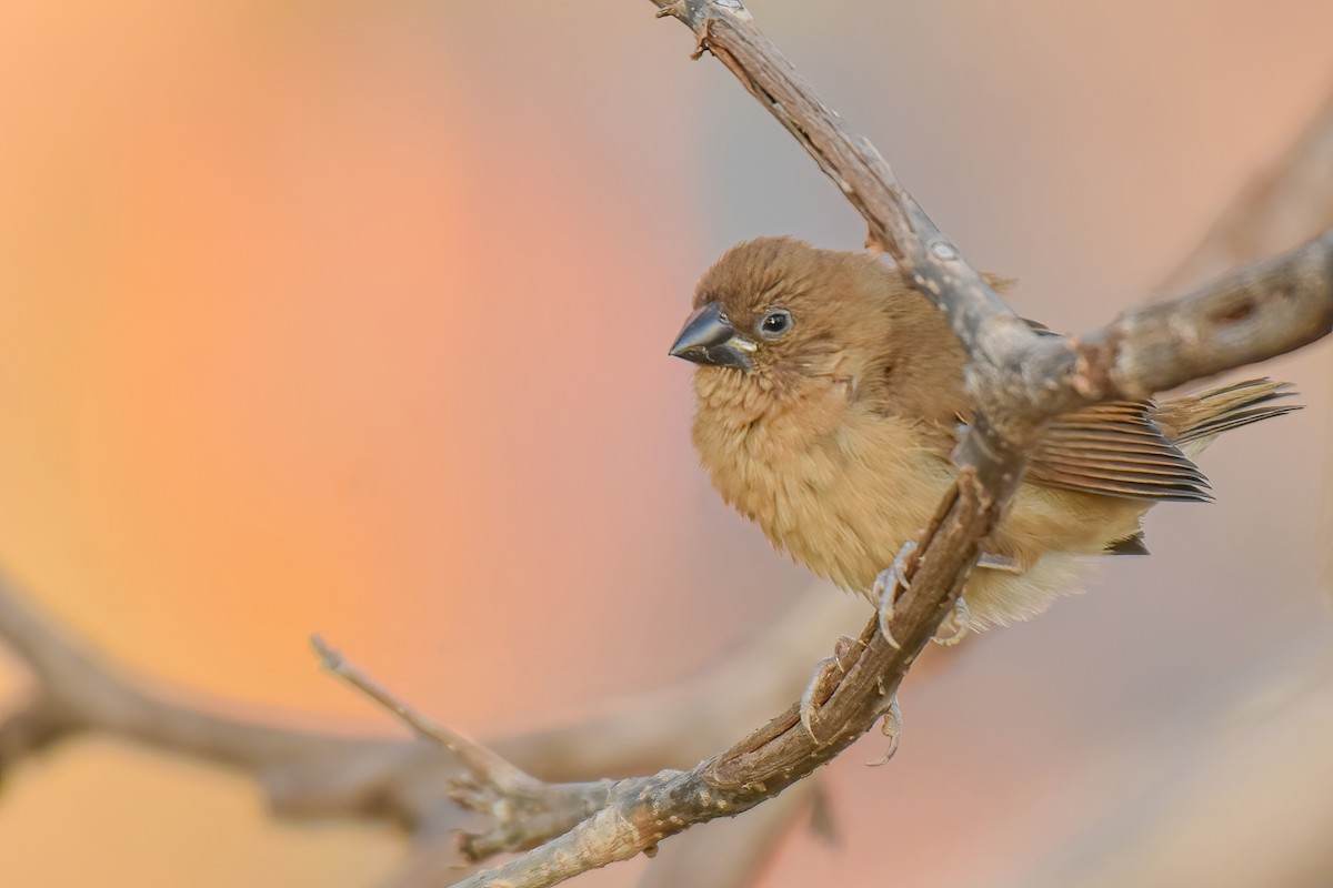 Scaly-breasted Munia - ML612553486