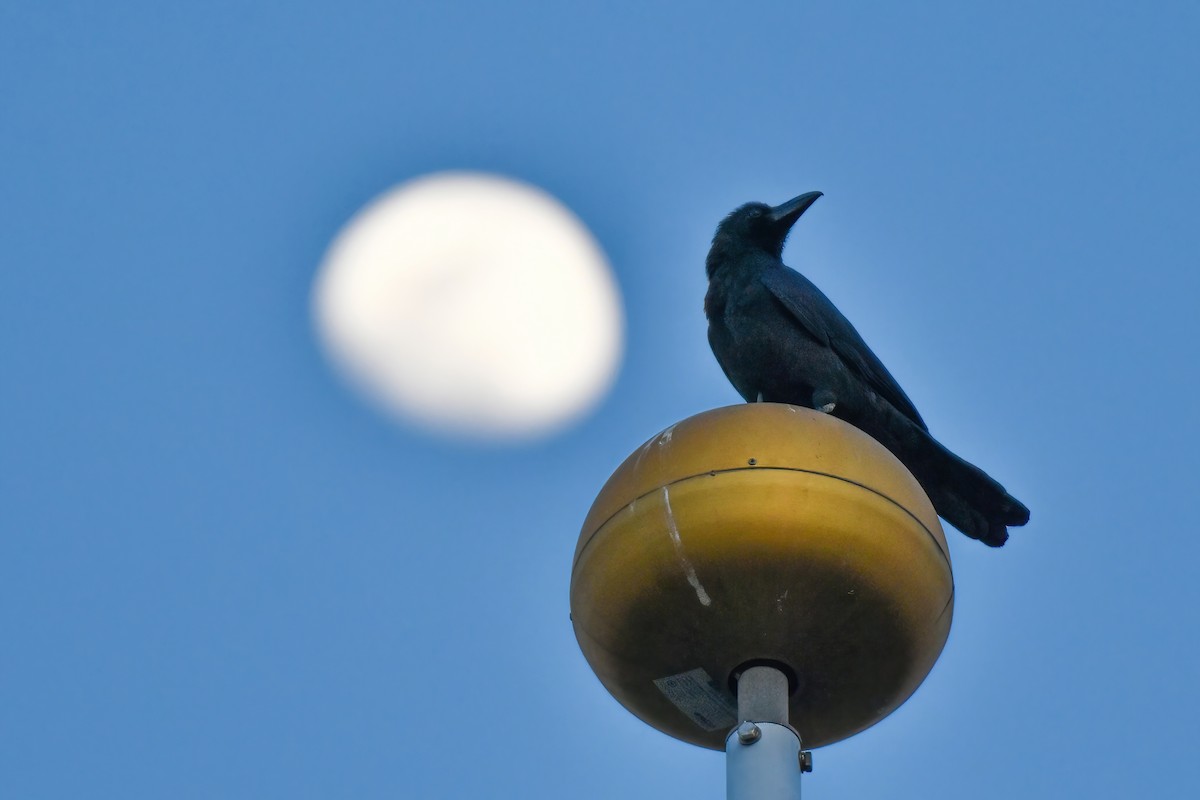 Large-billed Crow (Eastern) - ML612553496