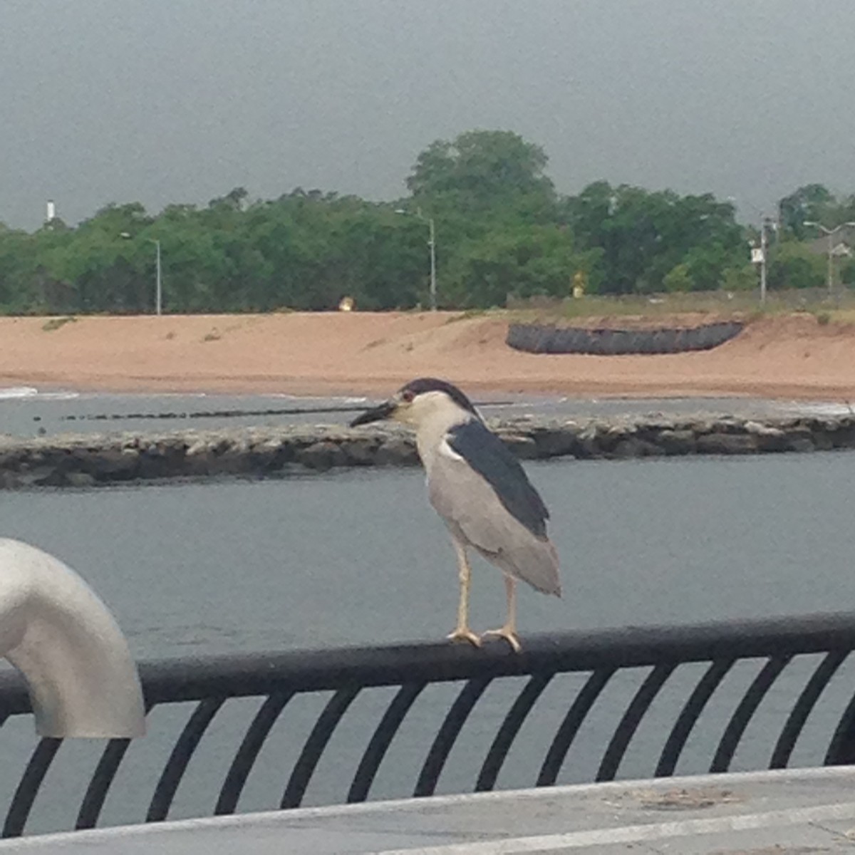 Black-crowned Night Heron - ML612553499