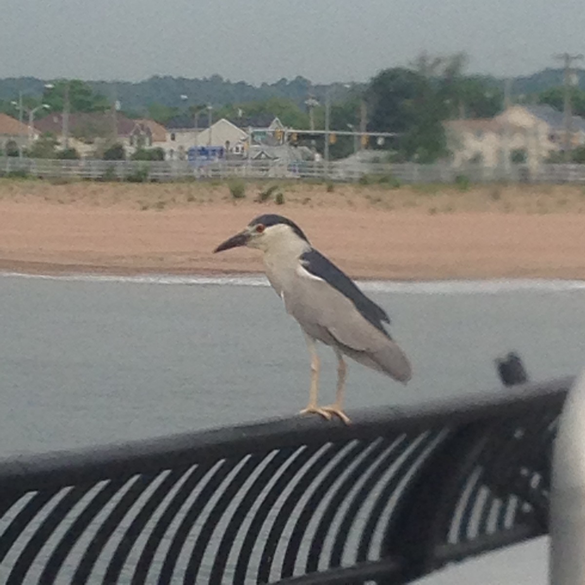 Black-crowned Night Heron - ML612553500