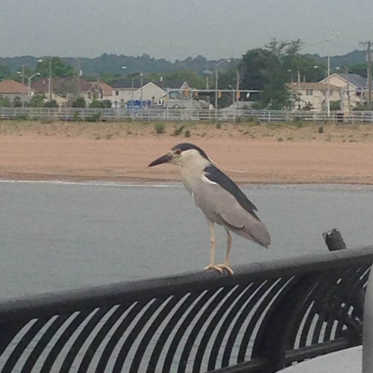 Black-crowned Night Heron - ML612553501