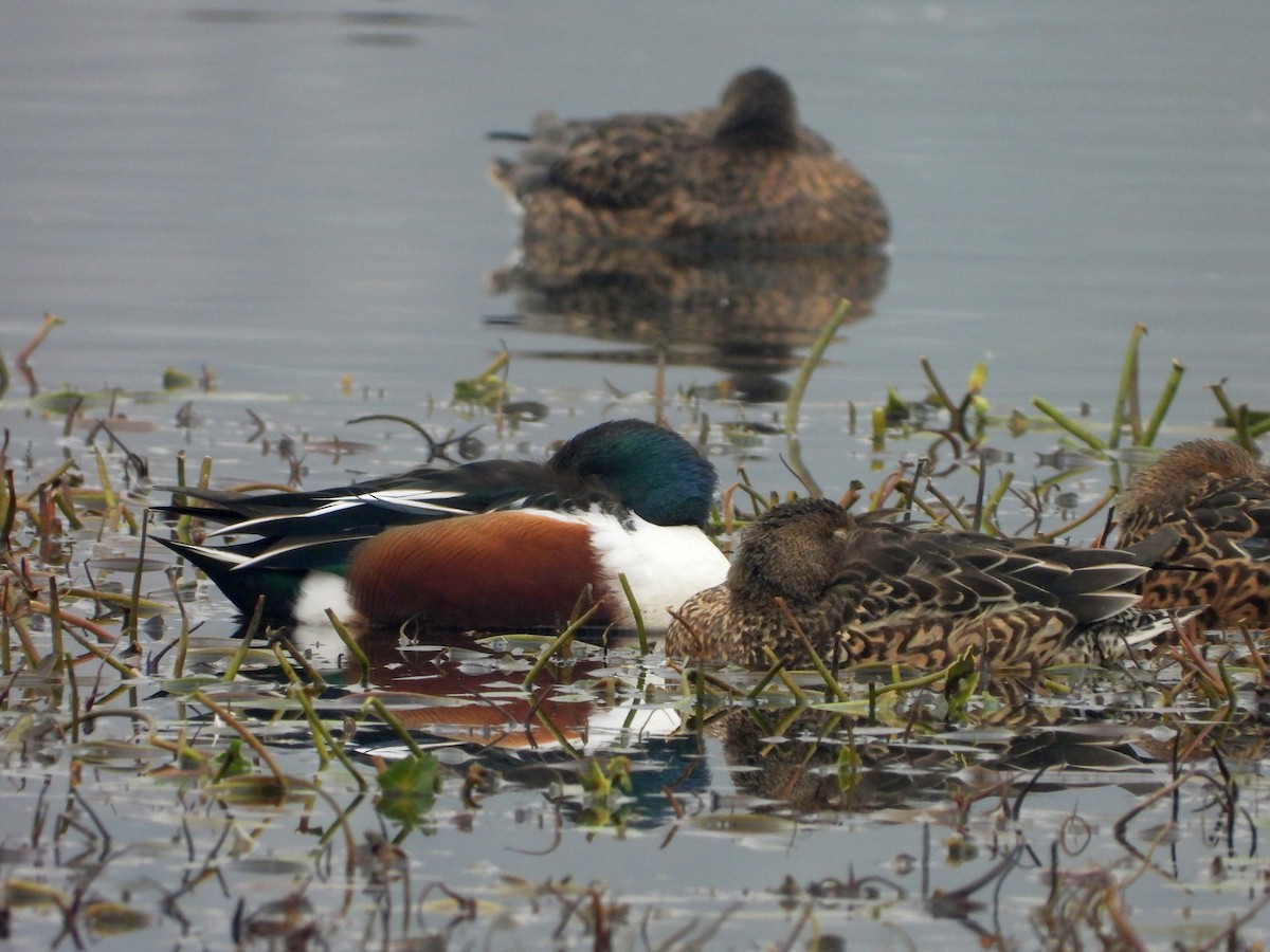 Northern Shoveler - Anonymous