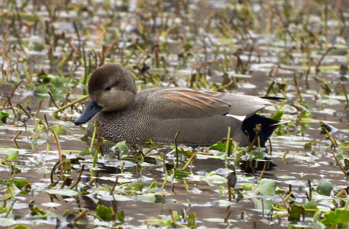 Gadwall - Anonymous