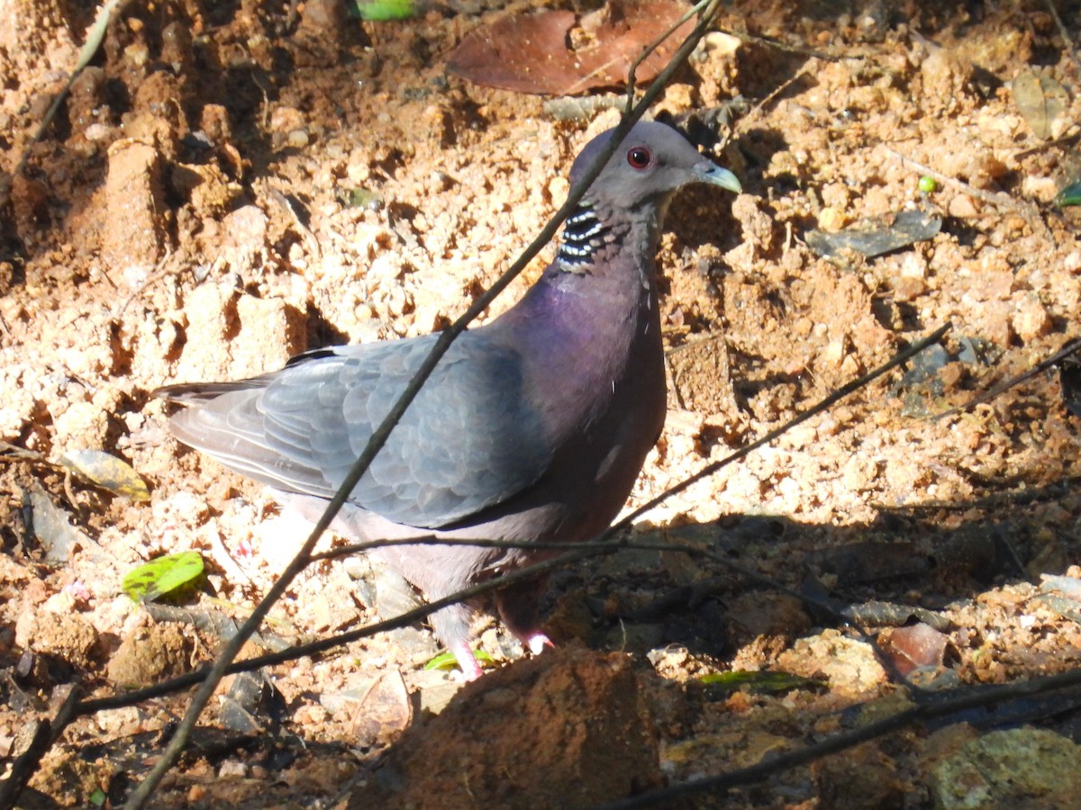 Sri Lanka Wood-Pigeon - Simon Bradfield