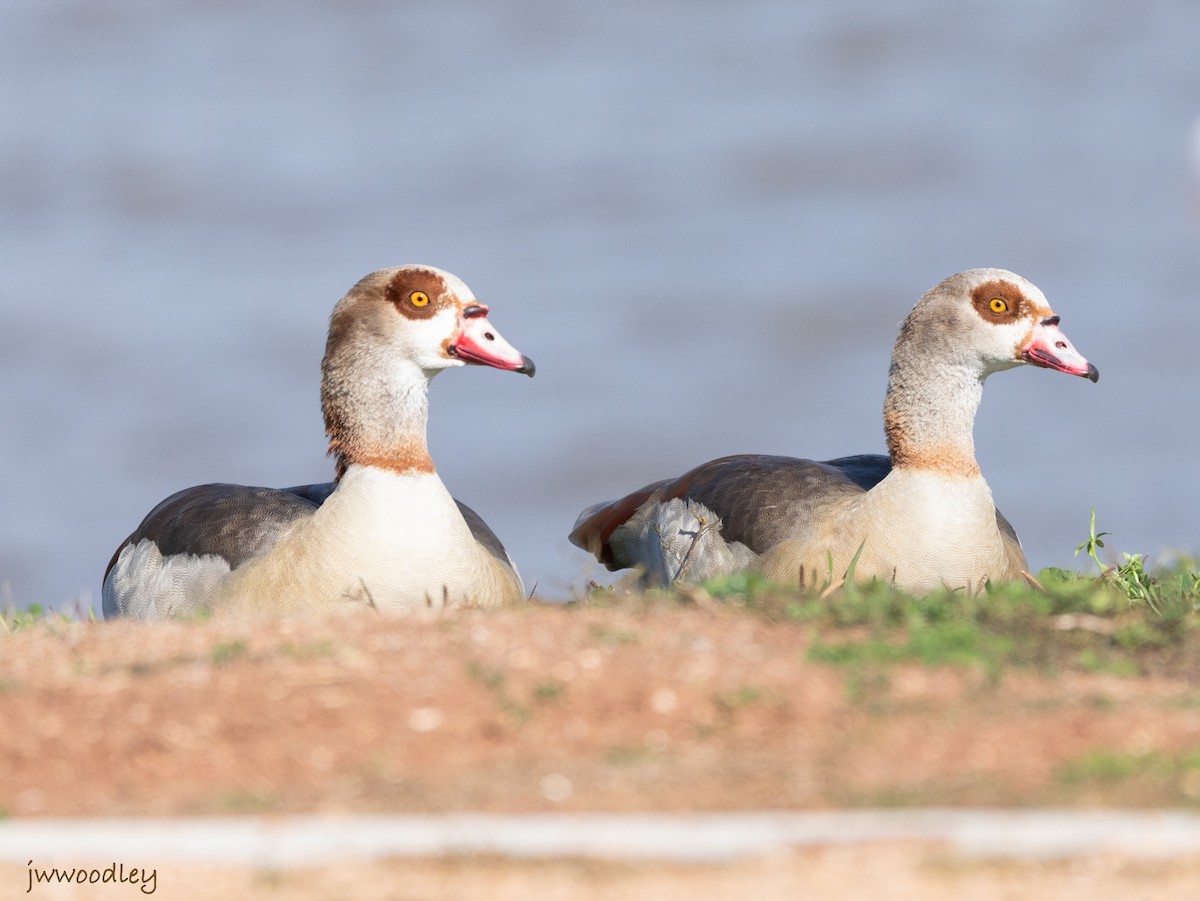 Egyptian Goose - Janey Woodley