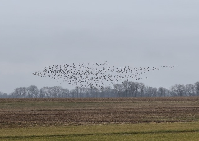 Greater White-fronted Goose - ML612553589