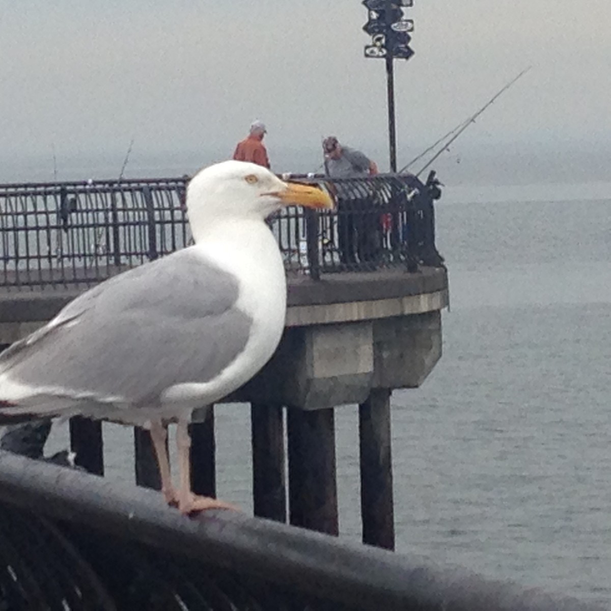 Great Black-backed Gull - ML612553605