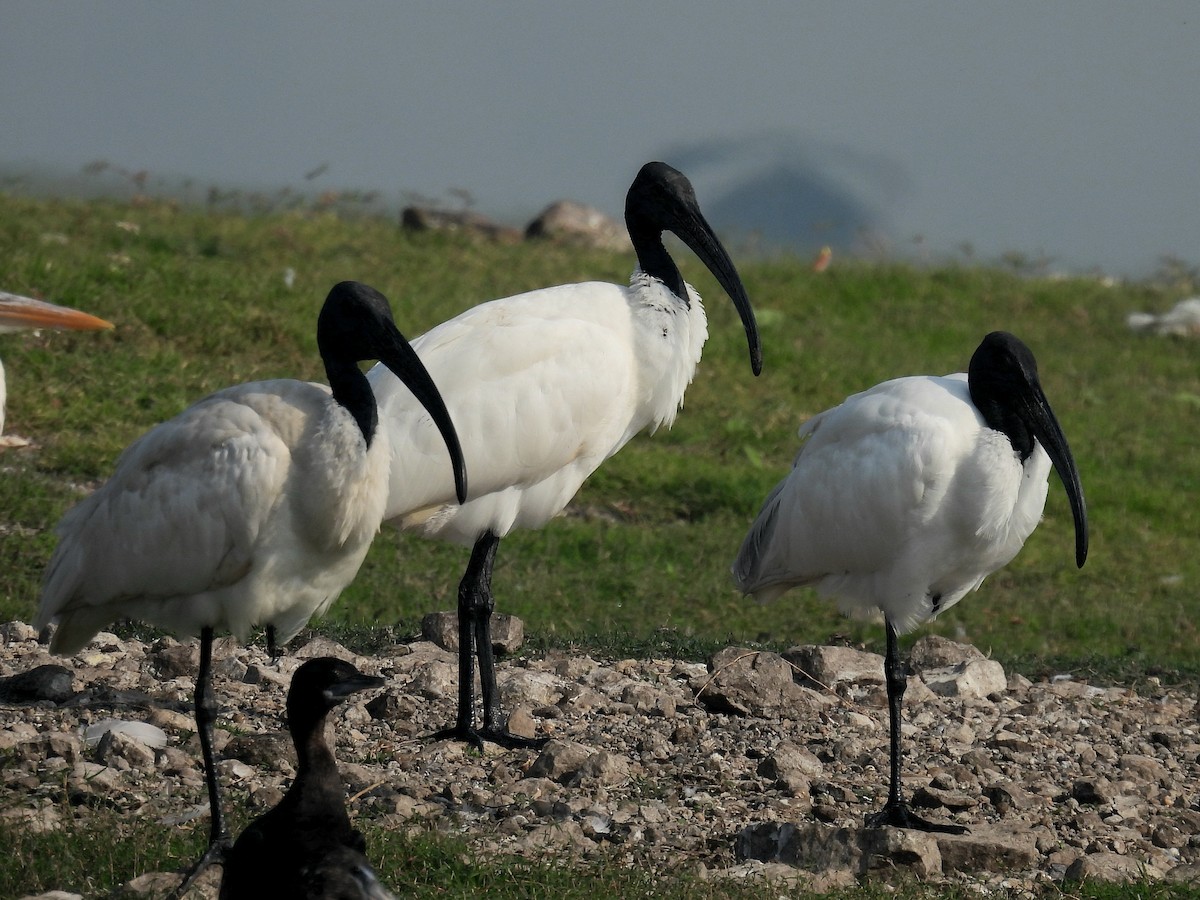 ibis černohlavý - ML612553615