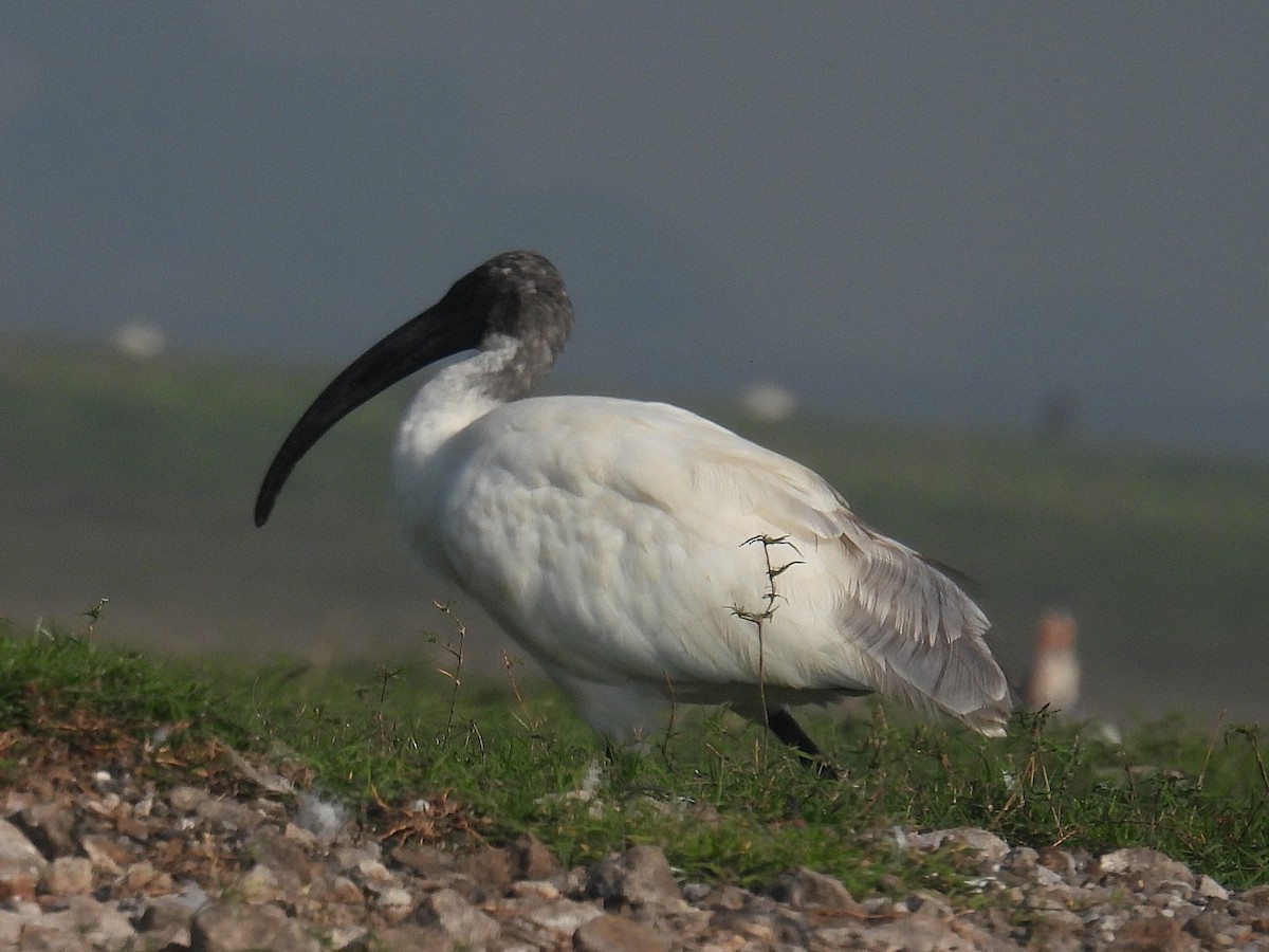 ibis černohlavý - ML612553617