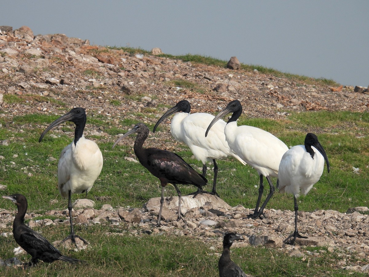 Ibis à tête noire - ML612553618