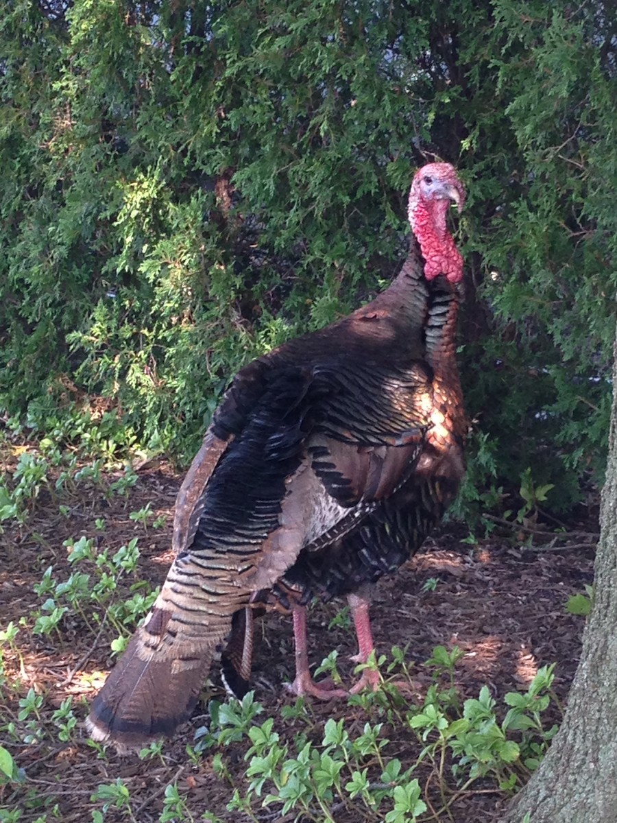 Wild Turkey - ML612553621