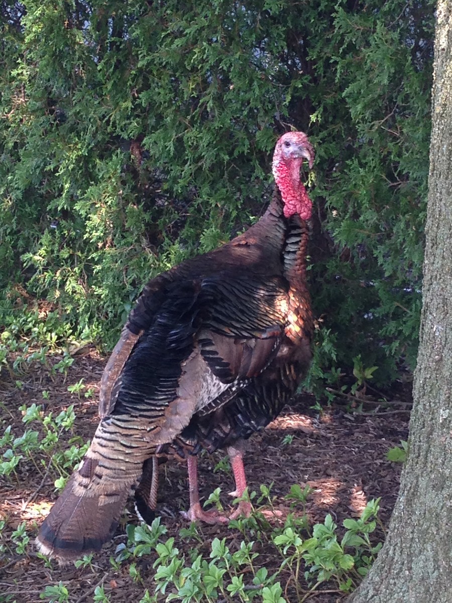 Wild Turkey - ML612553622