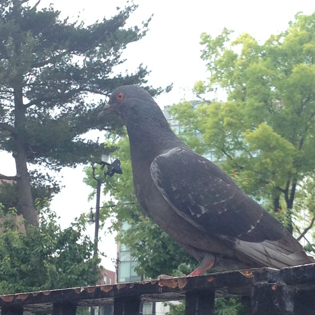 Rock Pigeon (Feral Pigeon) - ML612553633