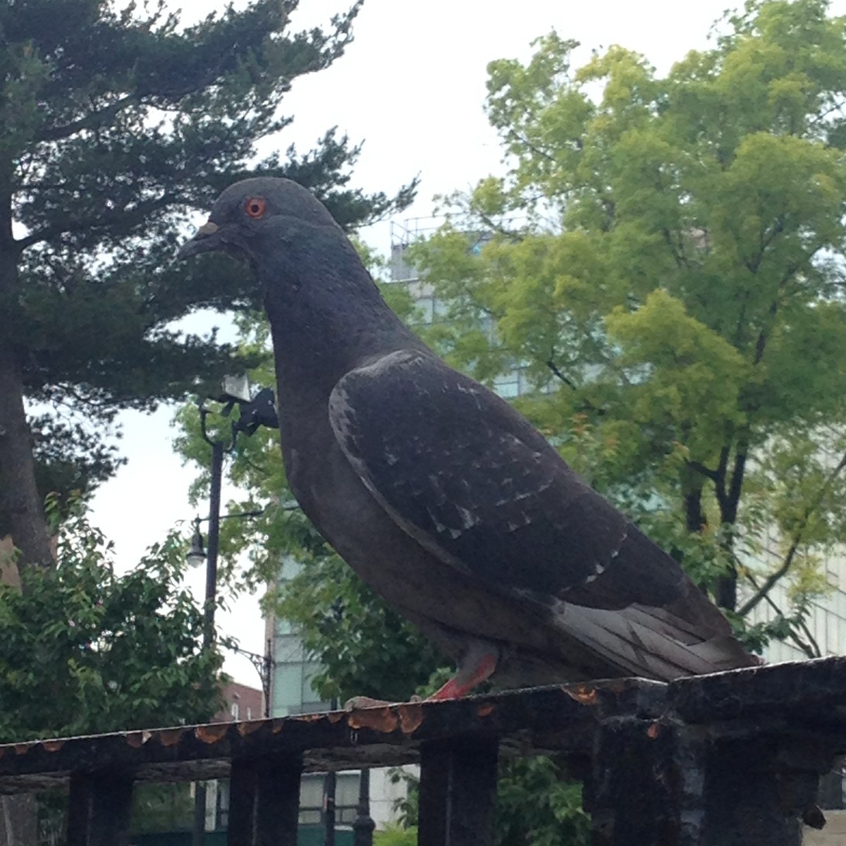 Rock Pigeon (Feral Pigeon) - ML612553634