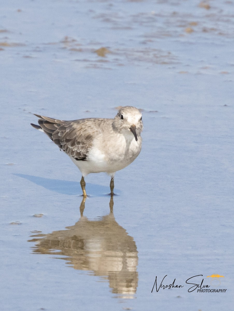 Temminck's Stint - Niroshan Silva