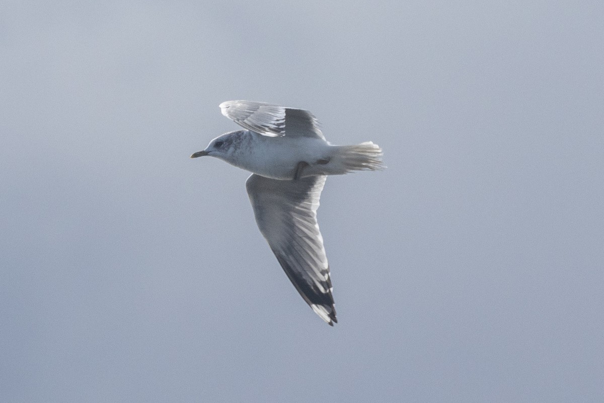 Short-billed Gull - ML612553734